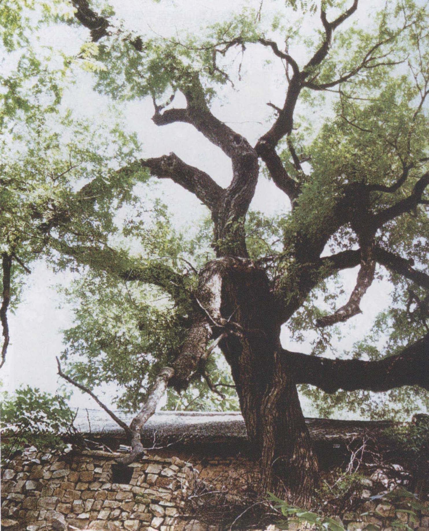 许由手植槐